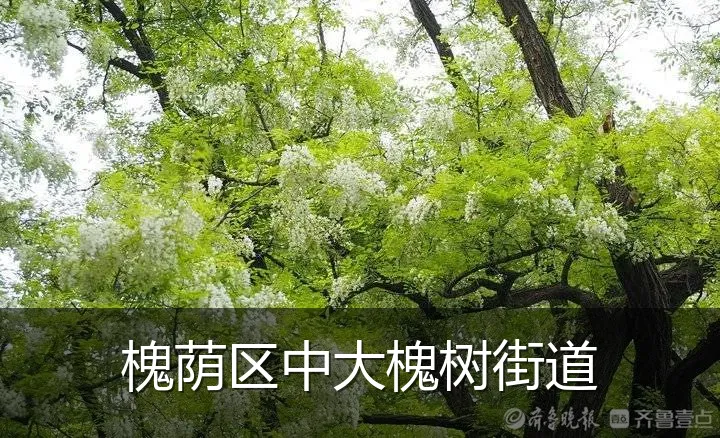 槐荫区中大槐树街道